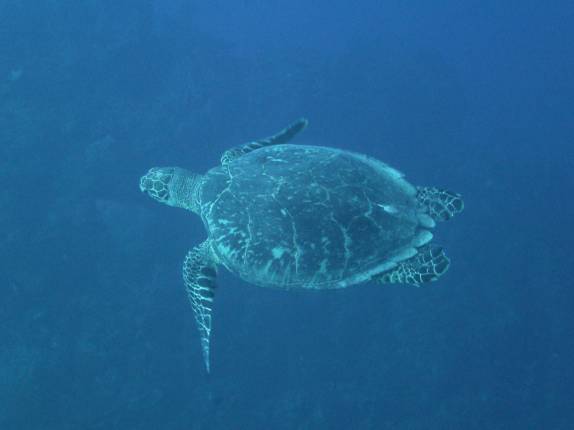 Tartaruga nada tranquilamente no Randy's Gazeboo, em Little Cayman, nas Ilhas Caiman
